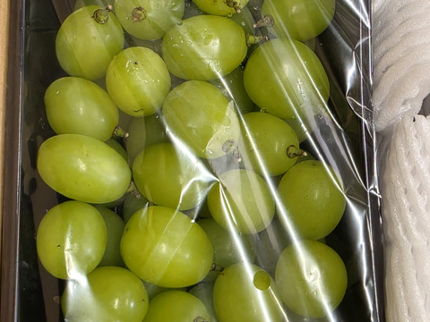 数量限定です！
シャインマスカット&旬の３種詰め合わせ
トキ▪︎ほのか▪︎紅玉　　各２玉♪