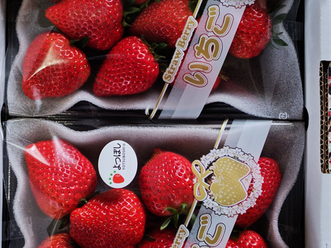 限定大特価セール！！40％OFF！！【今季販売開始！】中まで真っ赤！甘い‼いちご‼【よつぼし】☆２2０ｇ×４パック入り【佐賀県産】