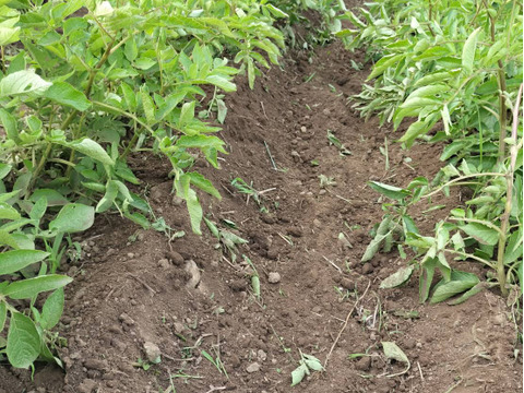 じゃがいも　アンデスレッド（1kg）【栽培期間中農薬・化学肥料不使用】