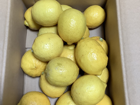農薬不使用　完熟　瀬戸内レモン愛媛中島産　朝摘み発送！
