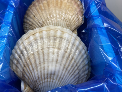 北海道　道東産ホタテ