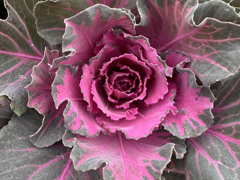 【葉牡丹／紅白／４本】畑からそのまま、土付きでお届けします。生命力あふれる葉牡丹は、切花でも元気。鉢に植え替えれば、さらに長く楽しめます。「育てる楽しみ」と「飾る楽しみ」を一緒にどうぞ。