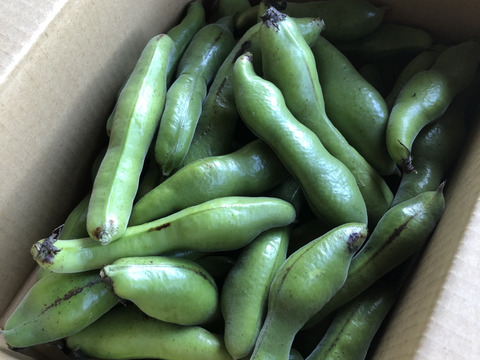 訳ありソラマメ