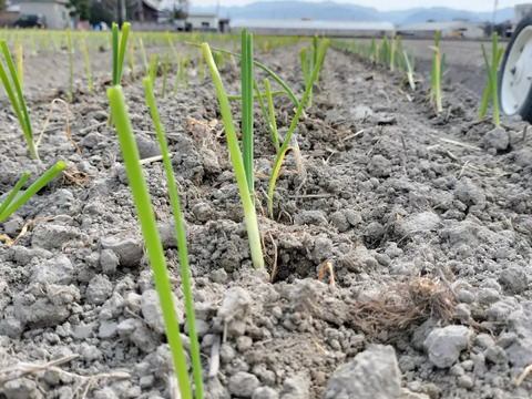 淡路島むき玉ねぎ　3㌔