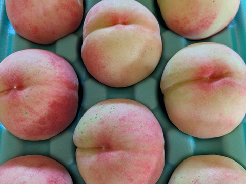 朝採りの樹上完熟・珍しいcx枝変わり
【朱雀桃】自家用3キロ