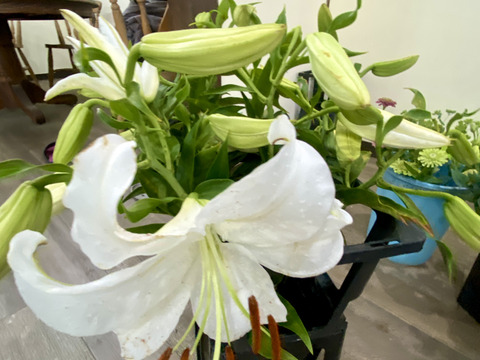 【大輪３本／カサブランカ】気品あふれる白いユリのカサブランカは、大輪の花と上品な香りが魅力で、開花すると空間が一気に華やぎます。蕾あり！産地直送！プレゼントにもどうぞ！
