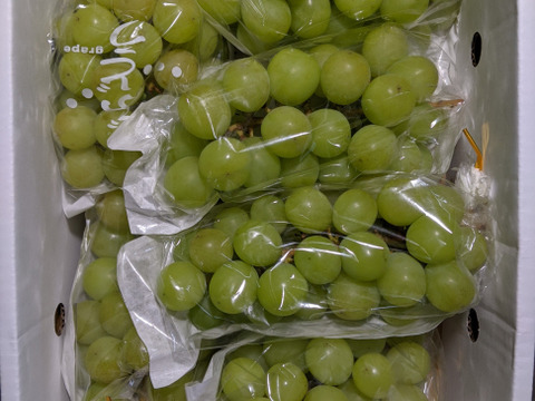 シャインマスカットB級品