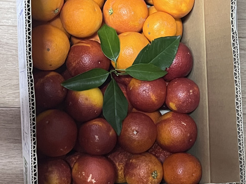 【ブサ皮】ブラッドオレンジ   約5kg