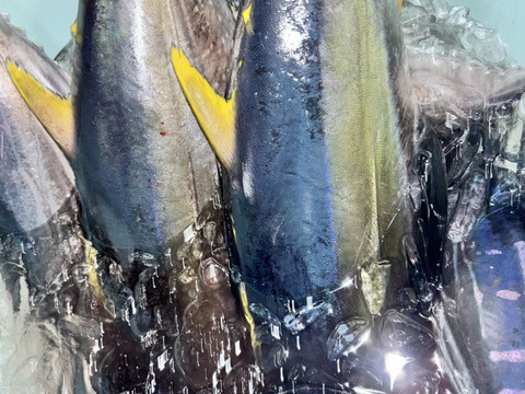 本日限定！6.13発送！キハダマグロ！超新鮮！血抜き済み1匹丸々‼️約2.5kg