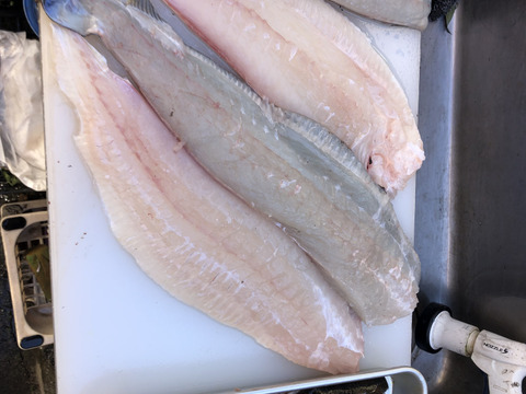 【活き締め】天然ヒラメ2〜3kg 刺身用