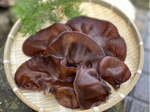 茨城県産肉厚プリプリ『生きくらげ』500g　美容/健康促進