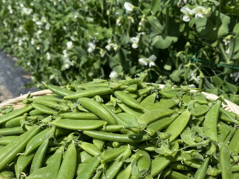 美味しい春の味覚！ここちゃん農園のスナップエンドウ