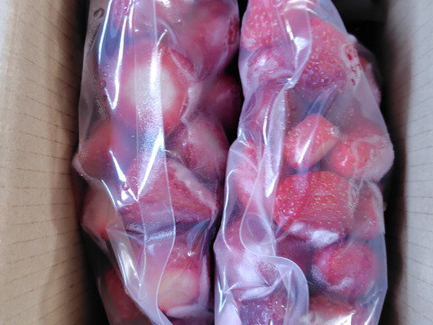 いちご農家直送！冷凍いちご 1kg(小分け500g×2袋)入り