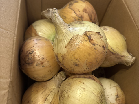 農薬、除草剤不使用！淡路島玉ねぎ2kg 【生で食べてみて！】加熱だけじゃもったいない。サラダで美味しい淡路島の完熟玉ねぎ。