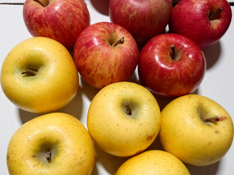 【2箱セット】特別栽培りんご（品種おまかせ）【訳あり加工】/3キロ