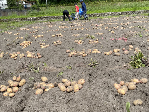 10kg”グラウンドペチカ！ほんと美味しいじゃがいも！【ラスト5個限定】毎年即完売！うまい野菜！！自然栽培！農薬不使用！固定種！訳あり