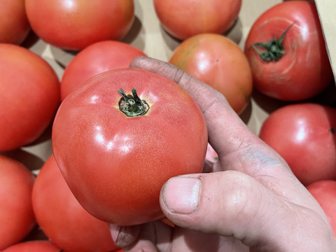 【復帰祭】お得な訳ありトマト2kg (8〜15玉)【福岡県産トマト】！4kg、8kgもあります！