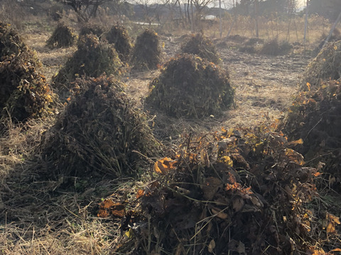 自然栽培黒千石大豆納豆10個