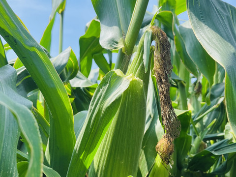 【生で食べられる幻の白いとうもろこし】香川県産ピュアホワイト🌽🤍