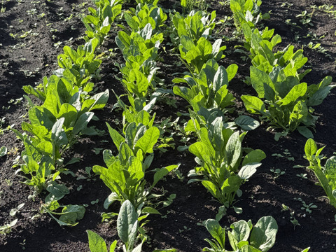 旨みがタップリ！冬に欲しくなる野菜5種！ほうれん草、人参など！