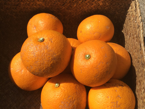 【爽やかな味わい】農薬不使用　赤い八朔です紅八朔　2キロ