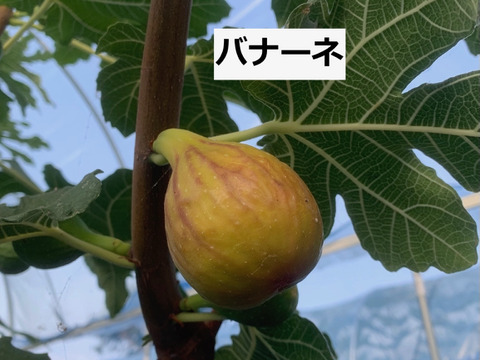 イチジク3種食べ比べ 糖度18%以上 ねっとり甘い 樹上完熟 朝採れイチジク800g(バナーネ・姫蓬莱・ヌアールドカロン) 栽培時農薬不使用
