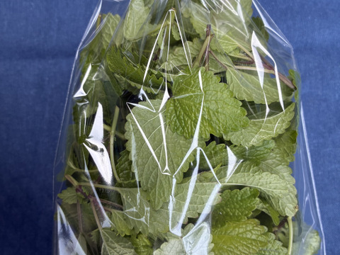 フレッシュハーブレモンバーム