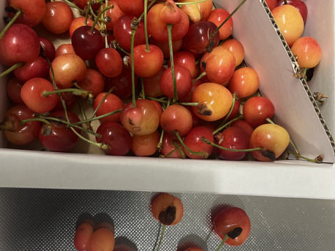 〈訳あり加工〉　佐藤錦　一キロバラ　　順次発送　さくらんぼ