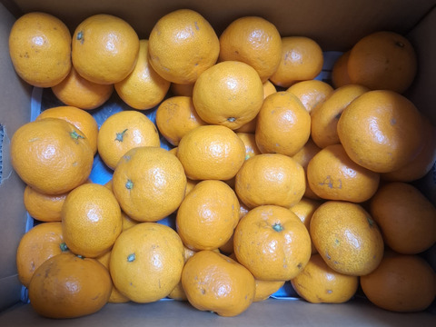 【定番Mサイズ】5キロ箱　有田みかん