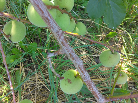クール発送❣️函館近郊産青梅6キロサイズM以上混合 訳あり】北海道産青梅 2kg サイズ混合：北海道産の品種