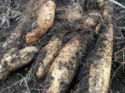 【通年完全農薬不使用栽培】掘りたて！生でトロロ汁に！
土付き自然薯＆大和芋　2kg