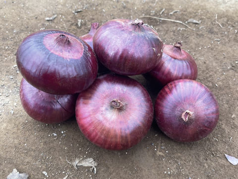 新玉ねぎ！ケルたまルビー！5kg！