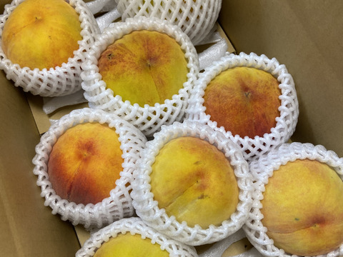 希少な桃！家庭用 ゴールデンピーチ 信州産 2kg（4～8個）