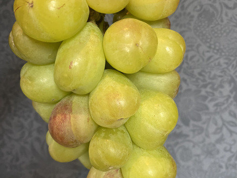 特別栽培ぶどう家庭用バイオレットキング♡山形県産♡大粒の次世代キングオブブドウ♡