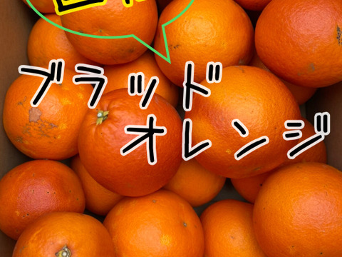 希少な国産『ブラッドオレンジ』タロッコ（ご家庭用・2kg）