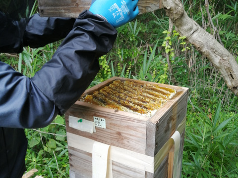 自然のしずく 日本蜜蜂のはちみつ（L）430g 5200円