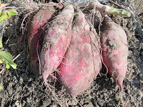 麦芽で育ったホクホクさつま芋『金時』小サイズ約1.8キロ熟成済み