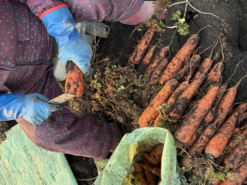 青森県産有機人参SSサイズ　10kg【有機JAS認証】【自然農法認証】