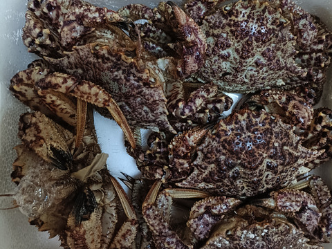 小振りでも旨さは格別！オスの活トゲクリガニ（大サイズ）約２キログラム（4～６匹）
※1月〜6月頃まで