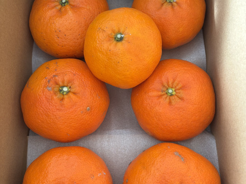 【感謝の豊作割！】甘平2kg（ご家庭用）