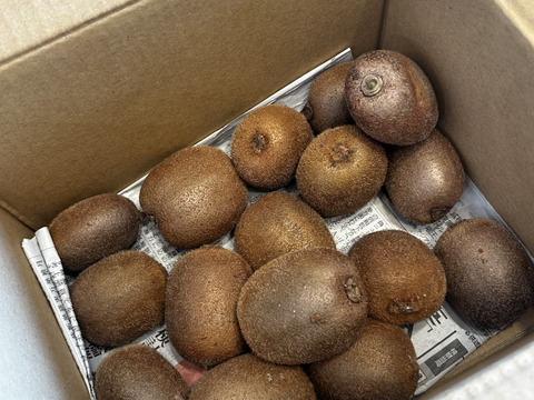 【化学肥料・農薬・成長剤不使用】甘くて美味しい扁平果！皮まで食べれるグリーンキウイ1.2キロ