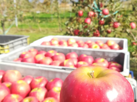 【希少品種】ピンクレディー®5kg箱｜冬の終わりに一番おいしい“大人のりんご”