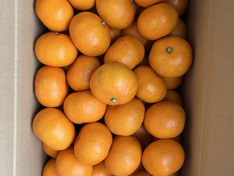 【濃厚・絶品】糖度16度以上の完熟極小玉ミカン『ぱっくん　仙ちゃん』　3kg