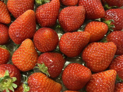 完熟よつぼし☆（ご家庭用・1箱約１キロ）大箱