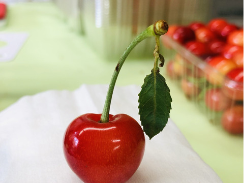 北海道仁木町産　佐藤錦720g(180g×4p)