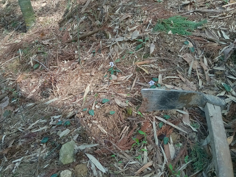 生たけのこ、朝掘りタケノコ !   柔らかくて、エグ味が少ないです。５０年以上農薬・化学肥料を施していません。栽培管理としては、間伐して、タケノコを掘るだけです。予約受付中
