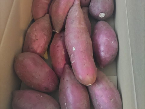 上品な甘さの「シルクスイート」４kg【鹿児島県産】【サツマイモ】【さつまいも】【冬ギフト】