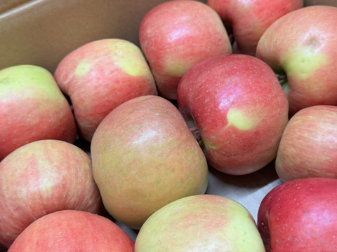 【在庫限り!!】「訳あり・お買い得!!バラ詰めのこうとく !! 」約３Kg青森県産 数量限定 高徳 りんご『話題のリンゴはここみつけたら即買いをお勧めします!!』なるべく蜜入り 有識者が選びました