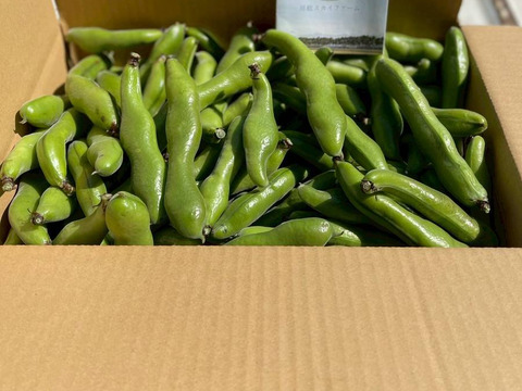 ＜訳あり＞だけど味は一級品！5月発送 春の味覚農家直送！甘くてしっとり房州そら豆4キロ。