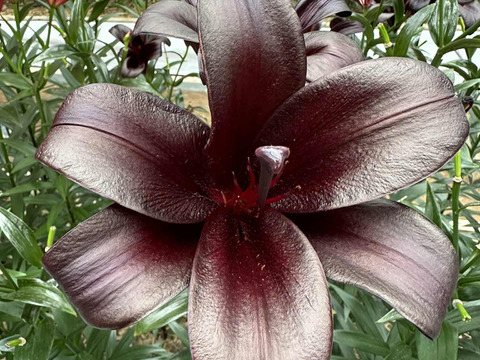 ★食べチョク初登場★予約販売★【簡易包装】■ブラックシップ5本束■　TAユリ➡トランペット&アジアティックの掛け合わせ！！弊社初栽培品種！！